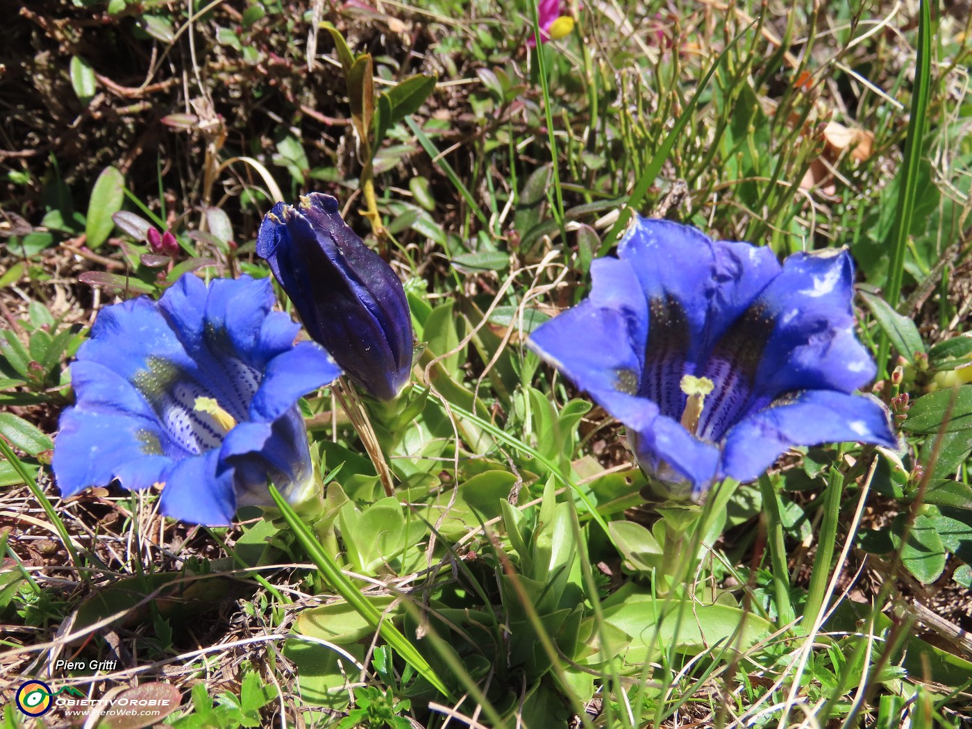 18 Gentiana acaulis (Genziana di  Koch).JPG